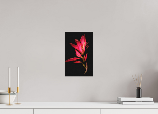 8 x 12.5″, Print on Aluminum Dibon no Glass Scarlet Awakening