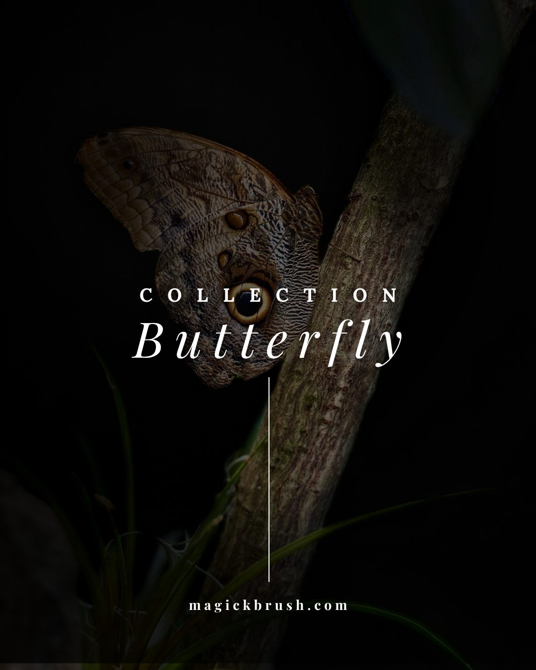 Butterfly Collection