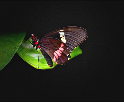 Main image Velvet Wings