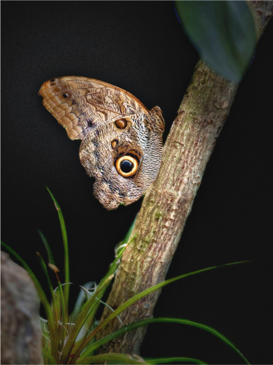 Main image Keeper of the Branch