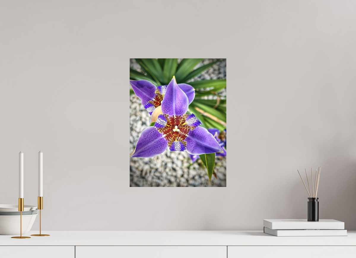 12 x 16″, Print on Aluminum Dibon no Glass Violet Messenger