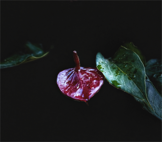 Main image The Gift