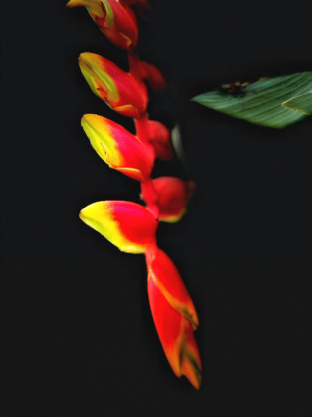 Main image Ember's Whisper