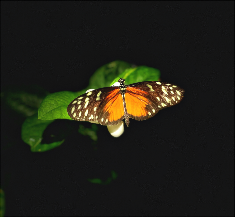 Main image Monarch's Pause