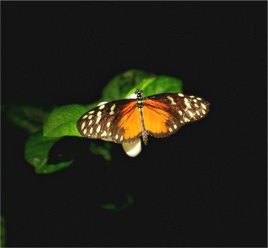 Main image Monarch's Pause