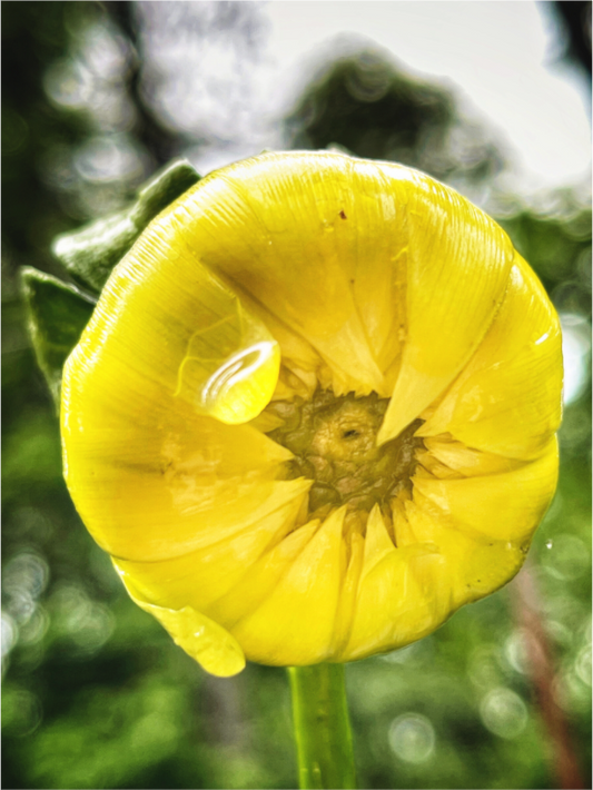 Main image A Drop of Sun