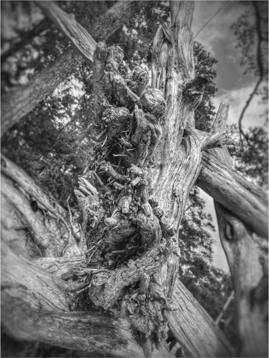 Main image What the Wood Remembers