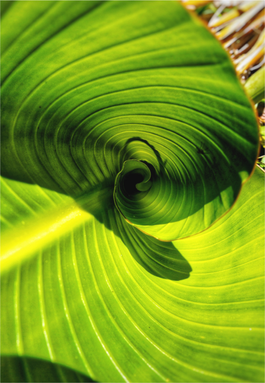 Main image The Inward Spiral