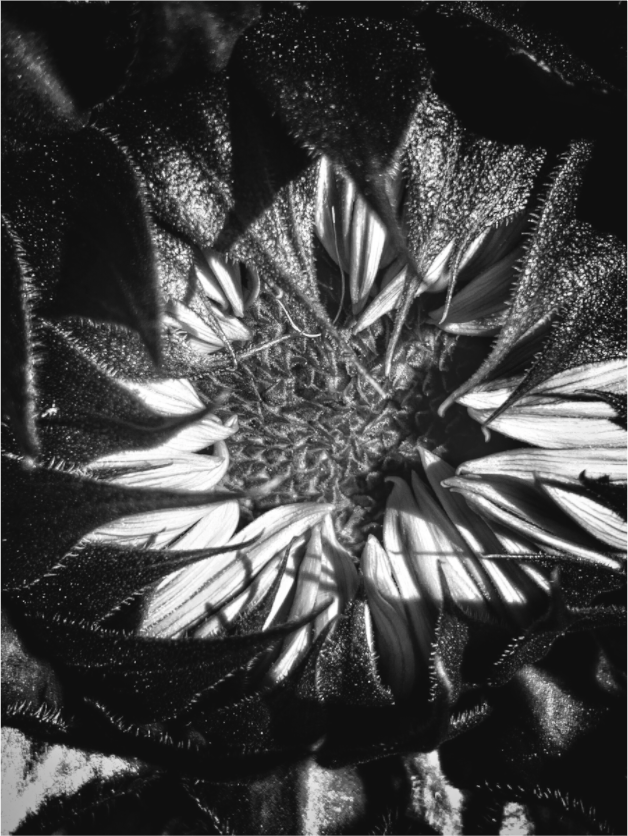 Main image Shadow Petals