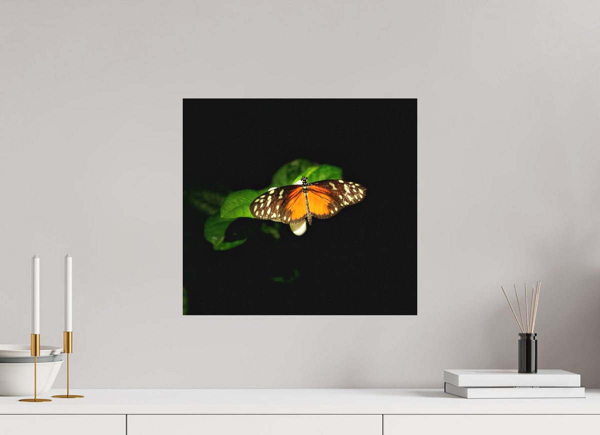 17.3 x 16″, Print on Aluminum Dibon no Glass Monarch's Pause