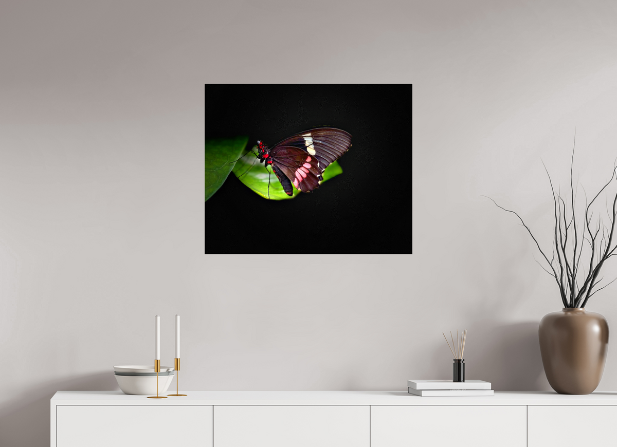 29.2 x 24″, Fuji Crystal Paper under Acrylic Glass no Frame Velvet Wings