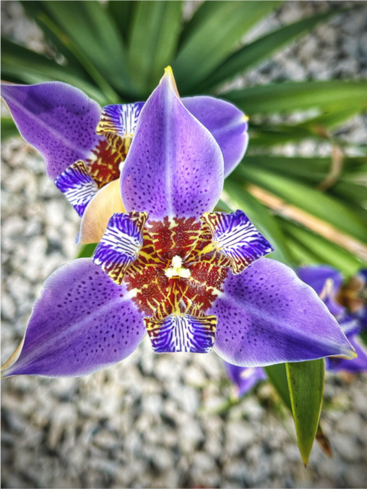 Main image Violet Messenger