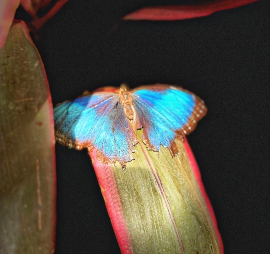 Main image Blue Reverie