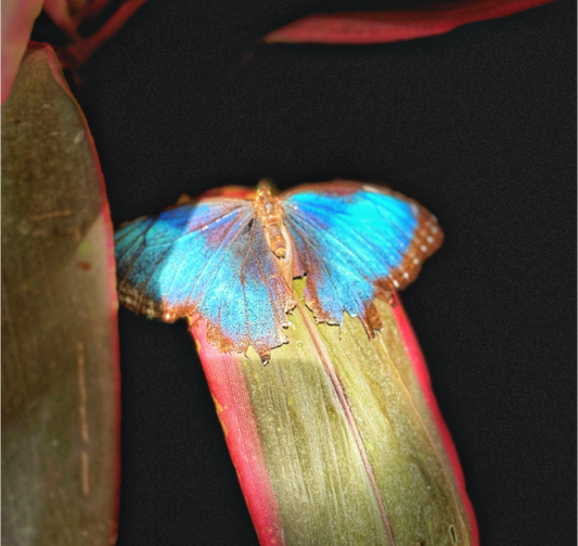 Main image Blue Reverie