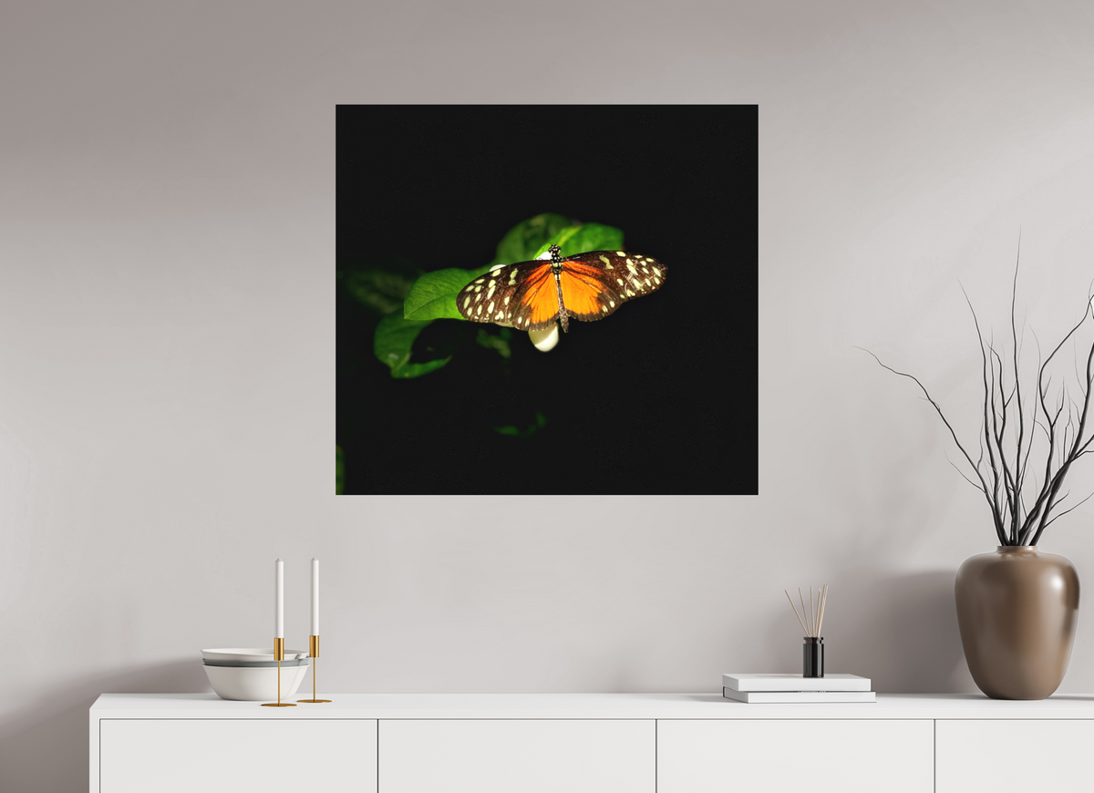 33.5 x 31″, Print on Aluminum Dibon no Glass Monarch's Pause