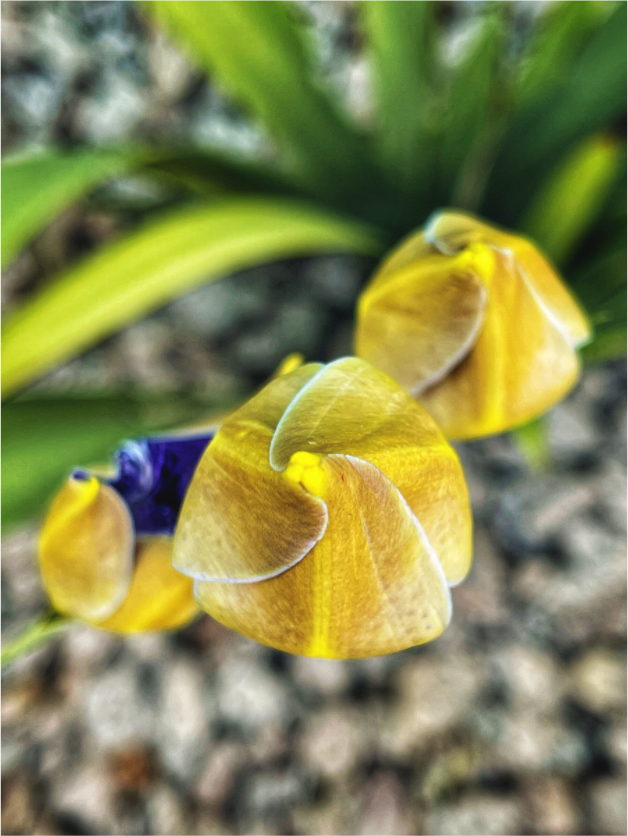 Main image Golden Curiosity