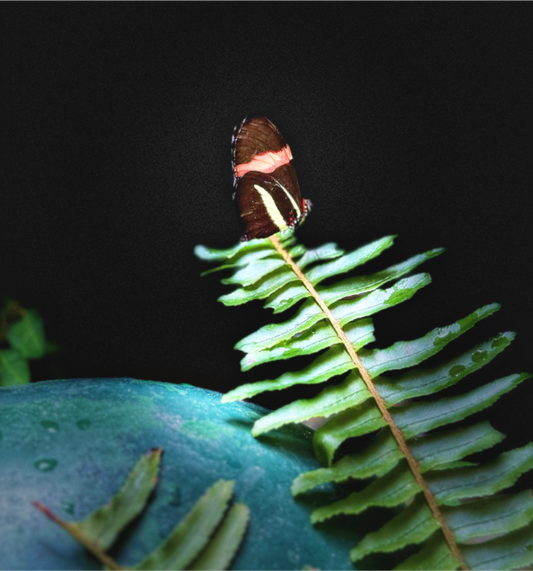 Main image Fernlight