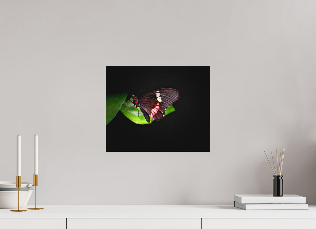 14.6 x 12″, Print on Aluminum Dibon no Glass Velvet Wings