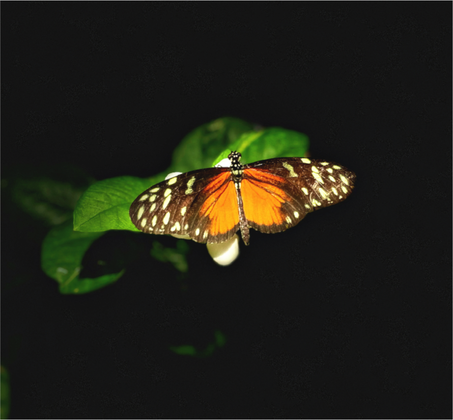 Main image Monarch's Pause