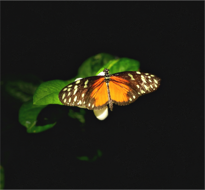 Main image Monarch's Pause