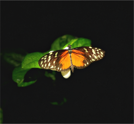 Main image Monarch's Pause