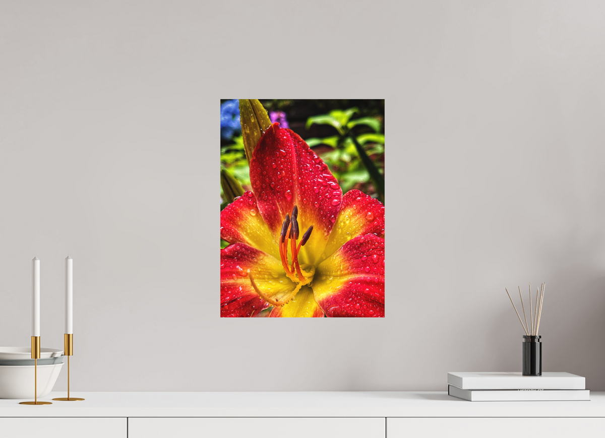12 x 16″, Print on Aluminum Dibon no Glass Scarlet Becoming