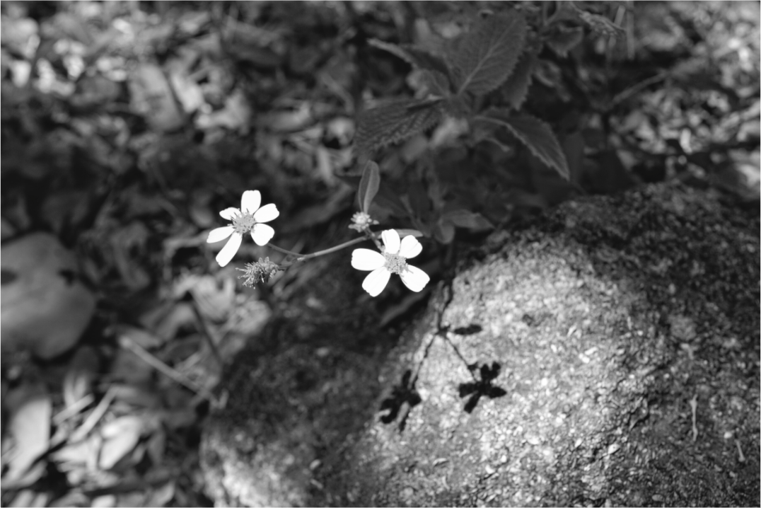 Main image Small Miracles