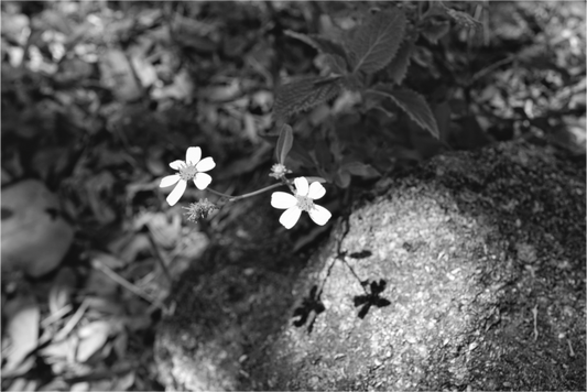 Main image Small Miracles