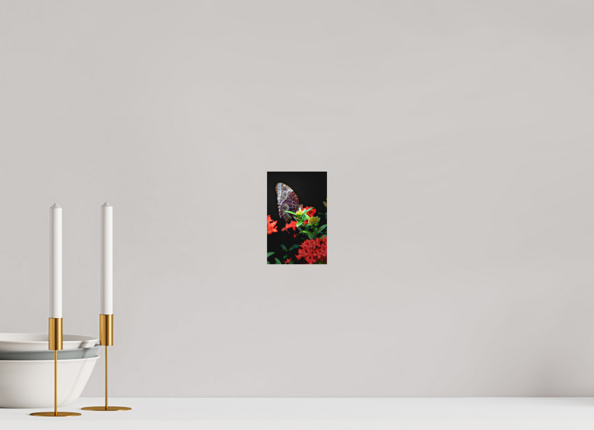 4 x 6.2″, Print on Aluminum Dibon no Glass Midnight Visitor