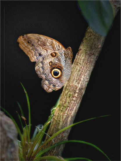 Main image Keeper of the Branch