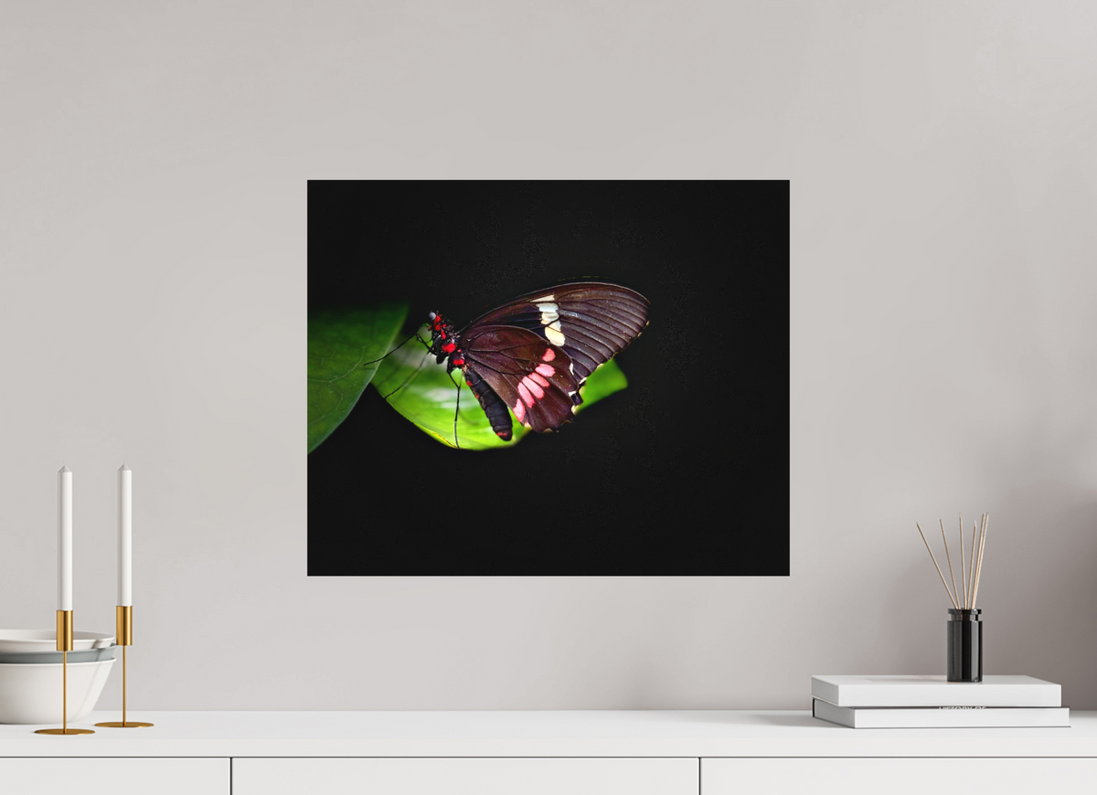19.4 x 16″, Print on Aluminum Dibon no Glass Velvet Wings