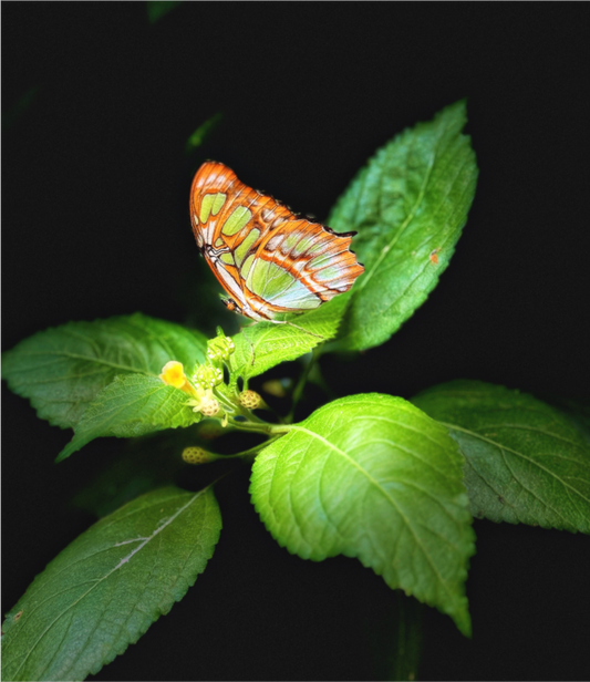 Main image Edit edit