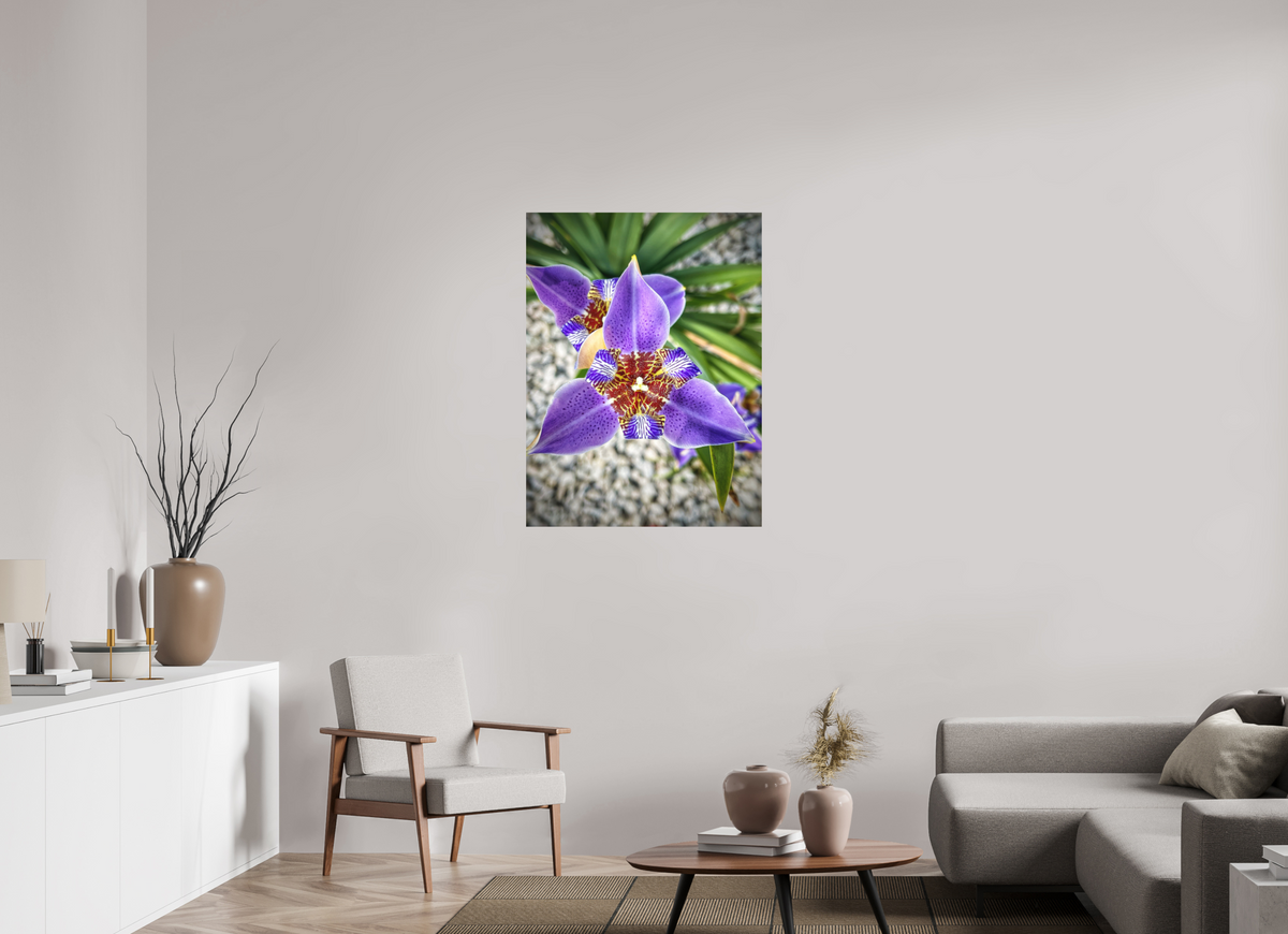 30 x 40″, Print on Aluminum Dibon no Glass Violet Messenger