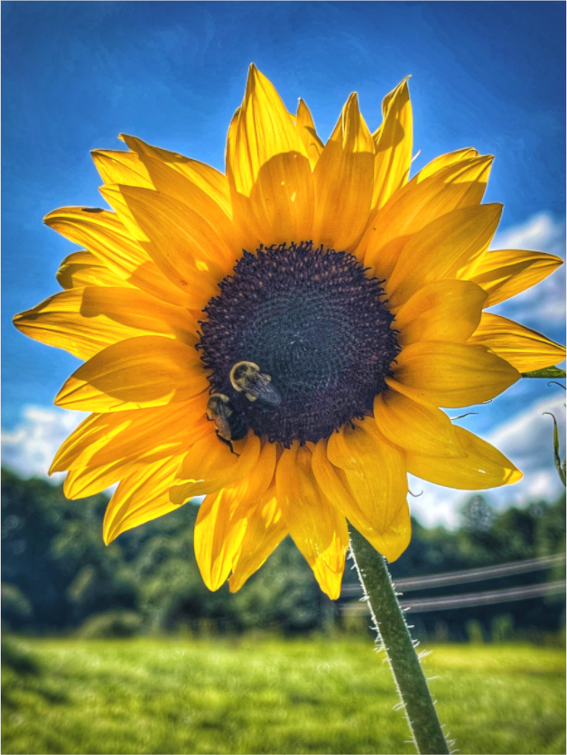 Main image The Work of Light