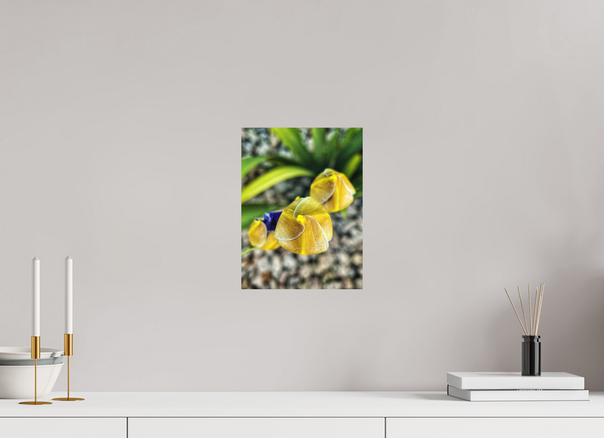 9 x 12″, Fine Art Print No Frame Golden Curiosity