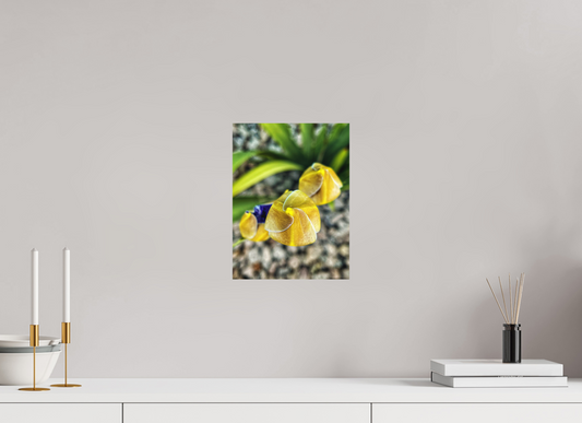 9 x 12″, Fine Art Print No Frame Golden Curiosity