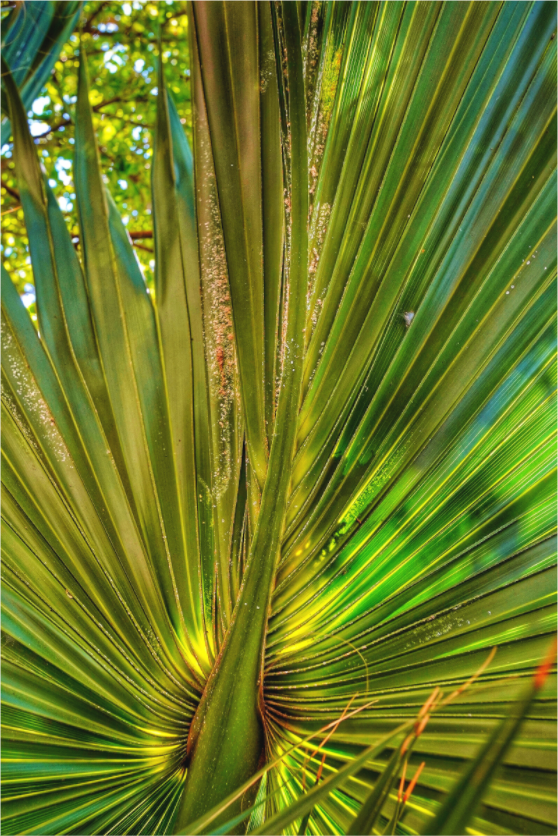 Main image Cathedral of Palms