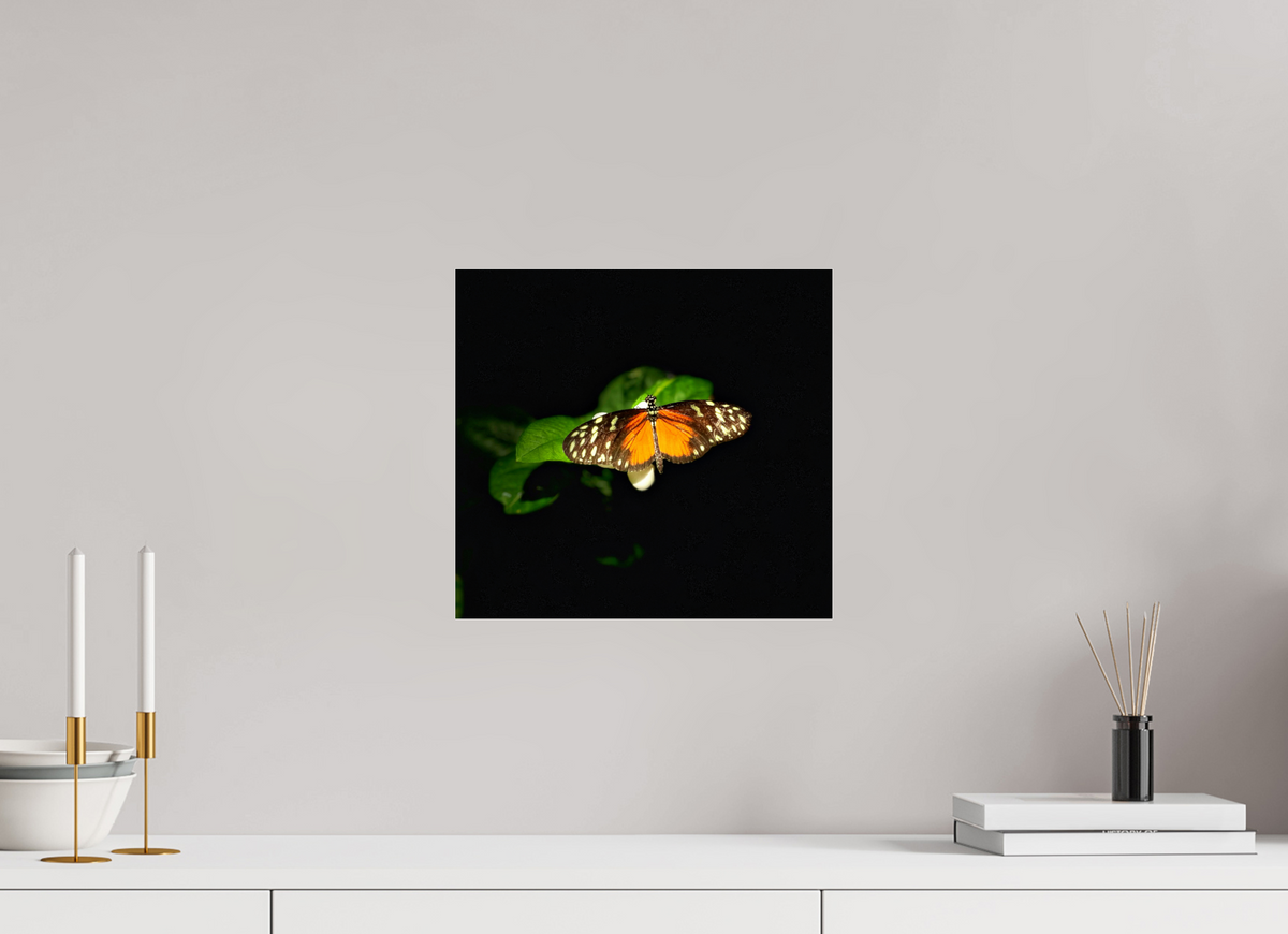 13 x 12″, Fuji Crystal Paper under Acrylic Glass no Frame Monarch's Pause