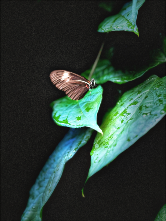 Main image Between the Leaves
