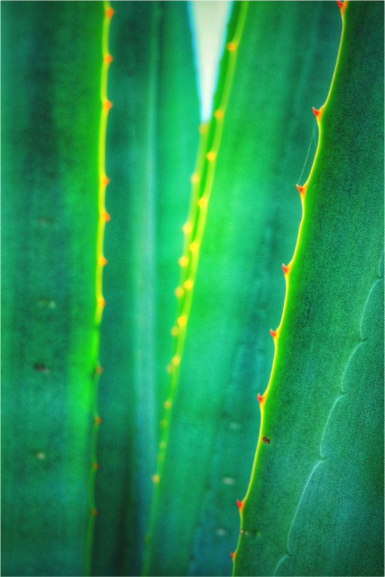 Main image Written in Green