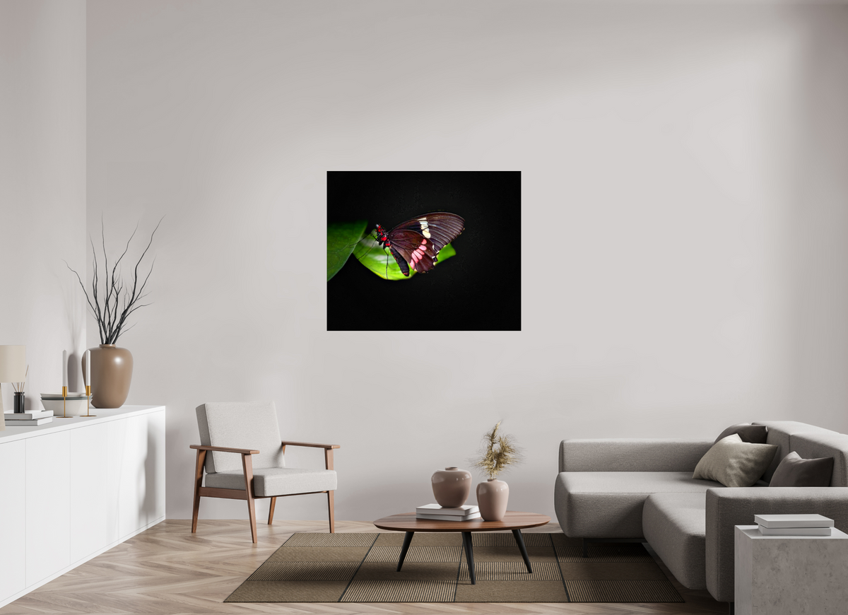 47.4 x 39″, Fuji Crystal Paper under Acrylic Glass no Frame Velvet Wings
