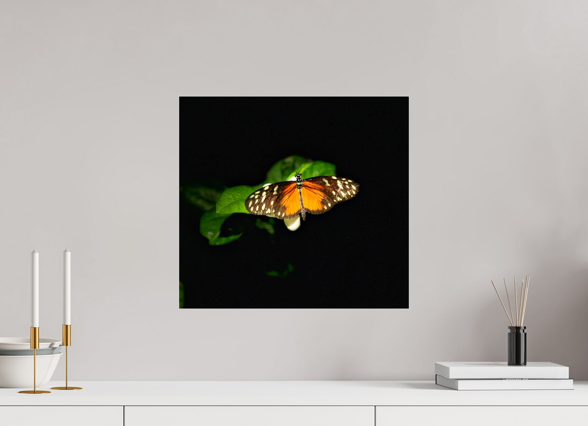 17.3 x 16″, Fuji Crystal Paper under Acrylic Glass no Frame Monarch's Pause