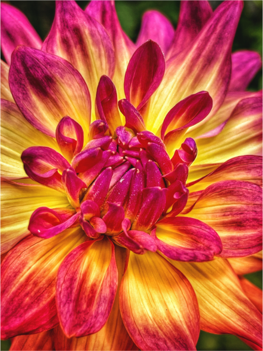 Main image Unapologetic Bloom