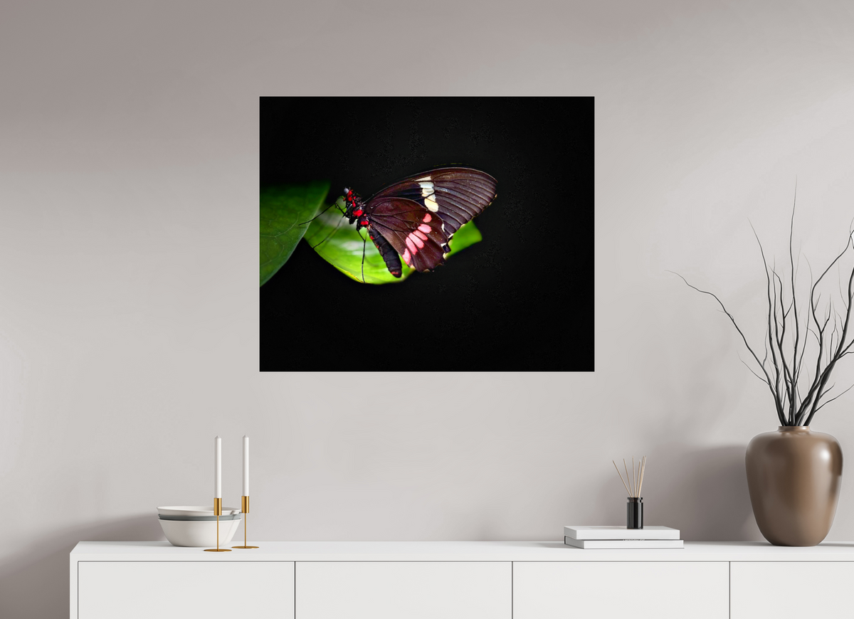 34.1 x 28″, Fuji Crystal Paper under Acrylic Glass no Frame Velvet Wings