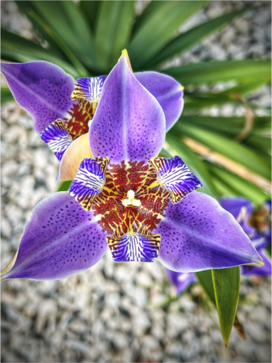 Main image Violet Messenger