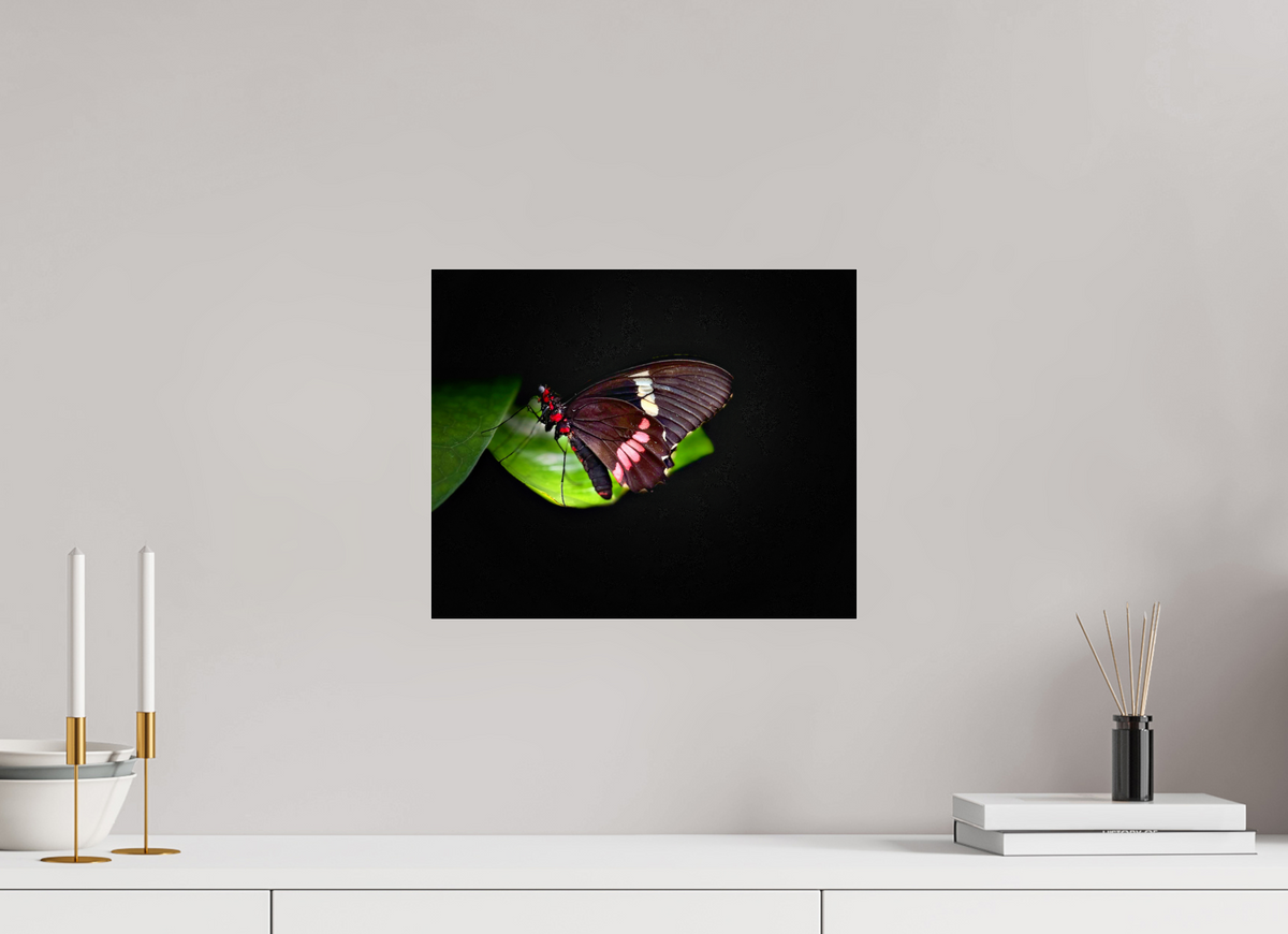 14.6 x 12″, Fuji Crystal Paper under Acrylic Glass no Frame Velvet Wings