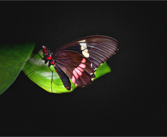 Main image Velvet Wings