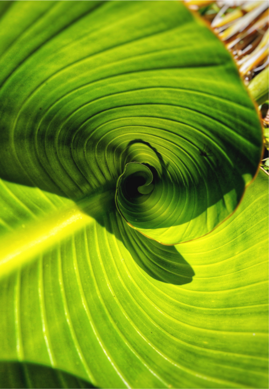 Main image The Inward Spiral