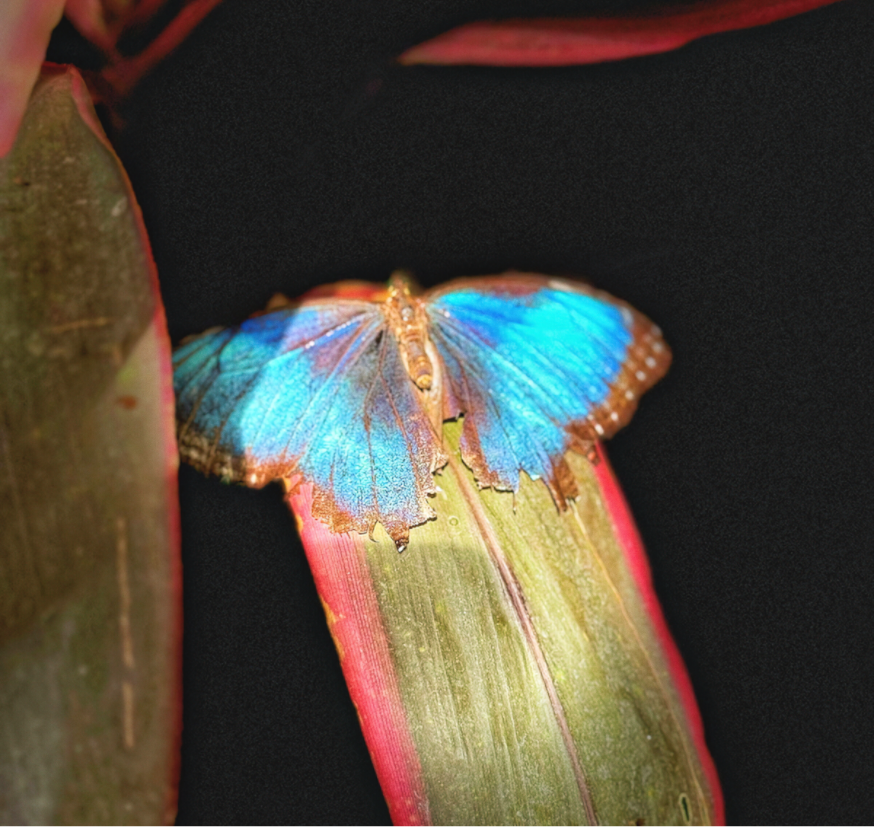 Main image Blue Reverie