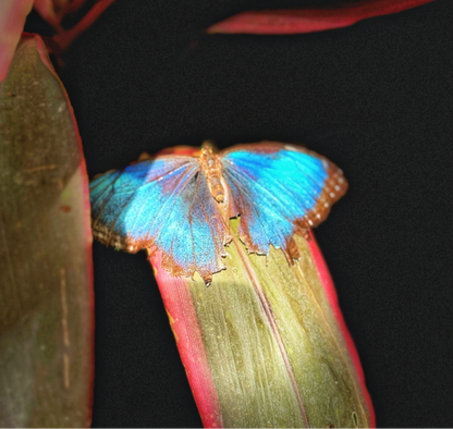 Main image Blue Reverie